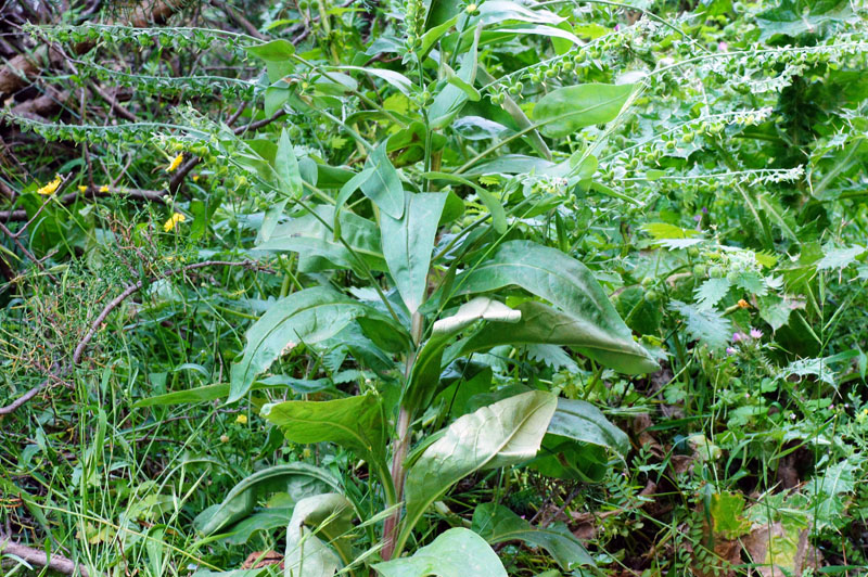 Cynoglossum creticum